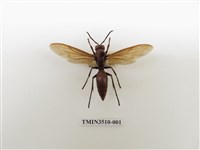 藏品(巨紅長腳蜂)的圖片